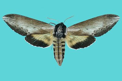 7811 - Clemens' Sphinx - Sphinx luscitiosa m21