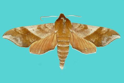 Sphingidae - - - 7771-7894