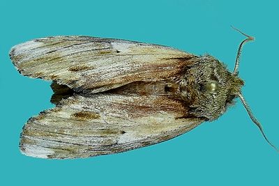 Notodontidae - - 7895-8032