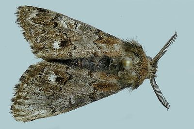 Arctiidae and Lymantriidae - - - 8033-8321