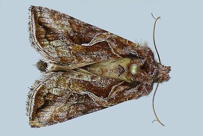 Noctuidae - - - 8322-11233