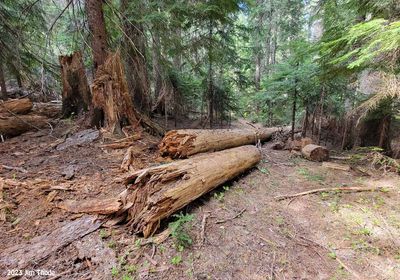 New windfall 6-7-23, Mile 0.92 newer trail, Easy bypass