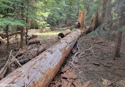 New windfall 6-7-23, Mile 0.92 newer trail, Easy bypass