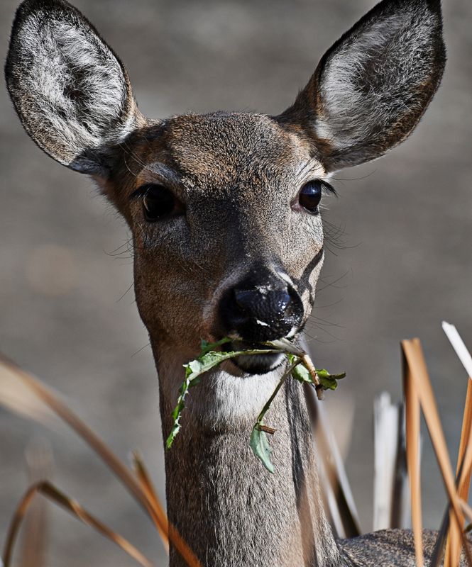 Startled Doe