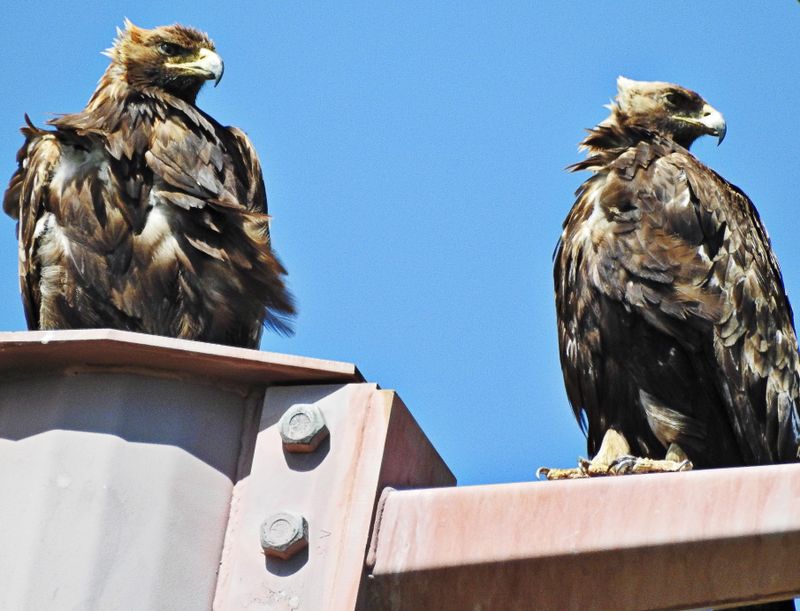 Golden Eagles