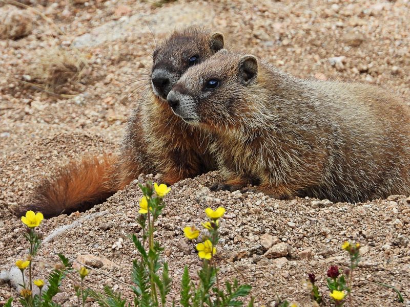 Marmot children