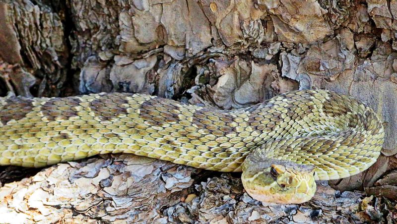 Snakes