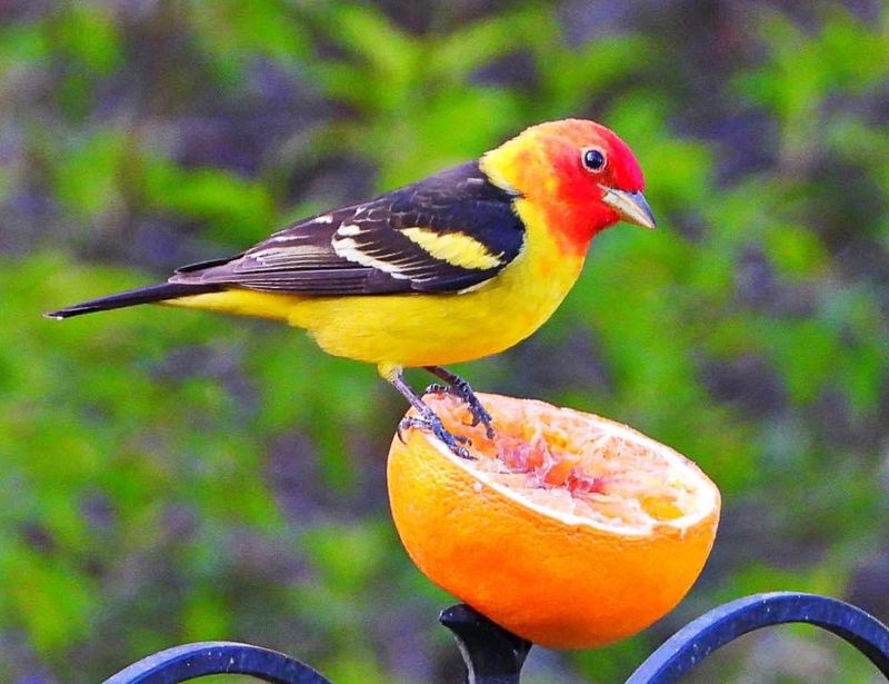 Western Tanager