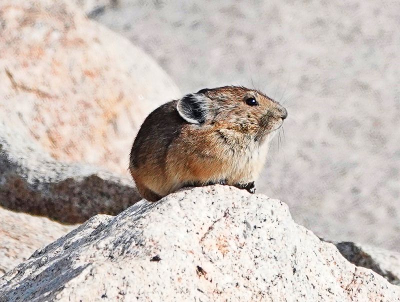 Pikas
