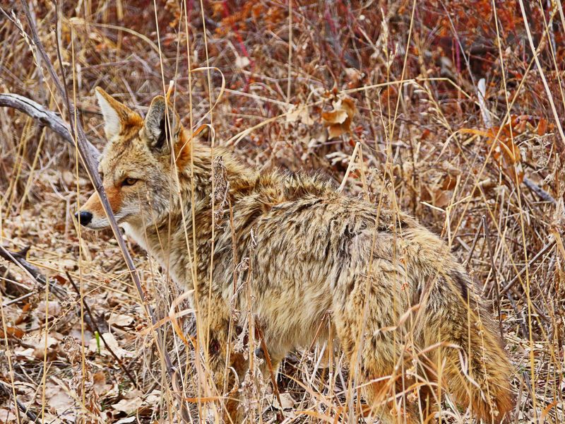 Concealed coyote
