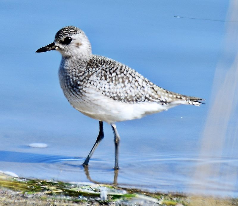 Black-bellied Plover