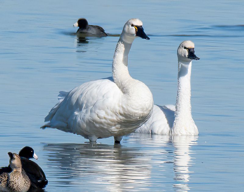 Tundra Swans