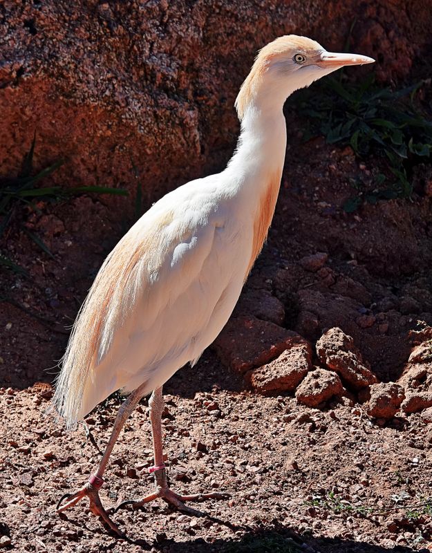 Cattle Egret