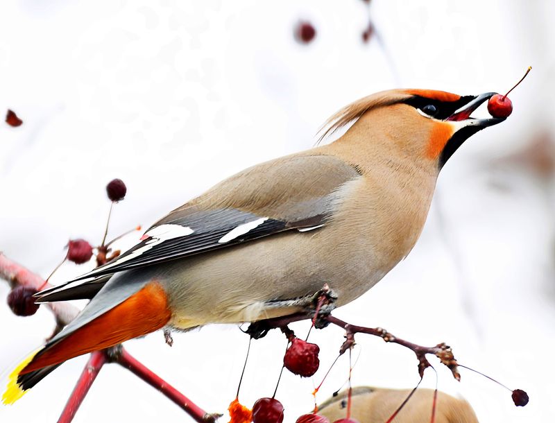 Bohemian Waxwing