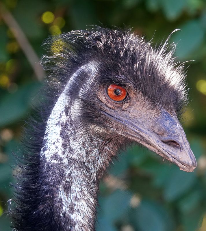 Emu