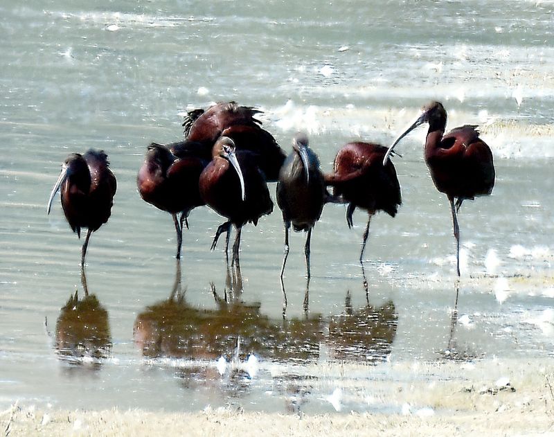 White-faced Ibis