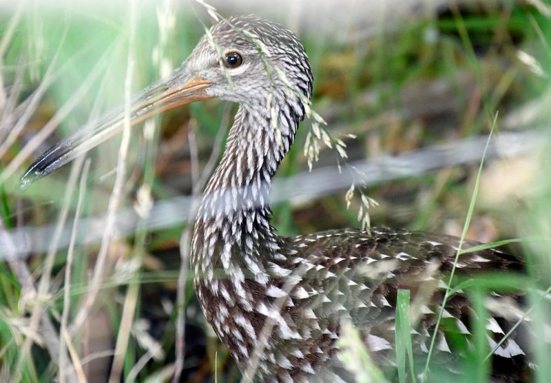 Limpkin
