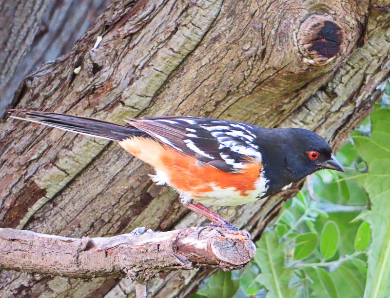Spotted Towhee