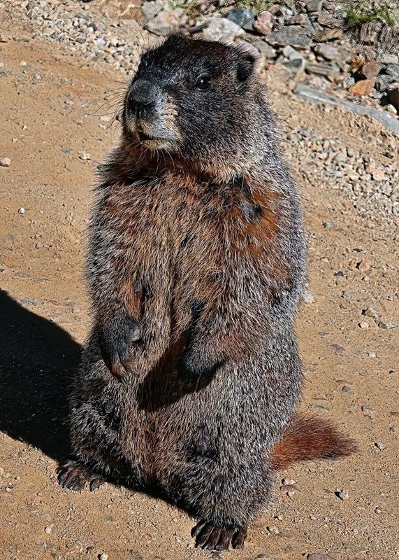 Begging Marmot
