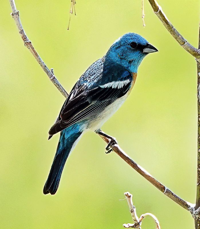 Lazuli Bunting