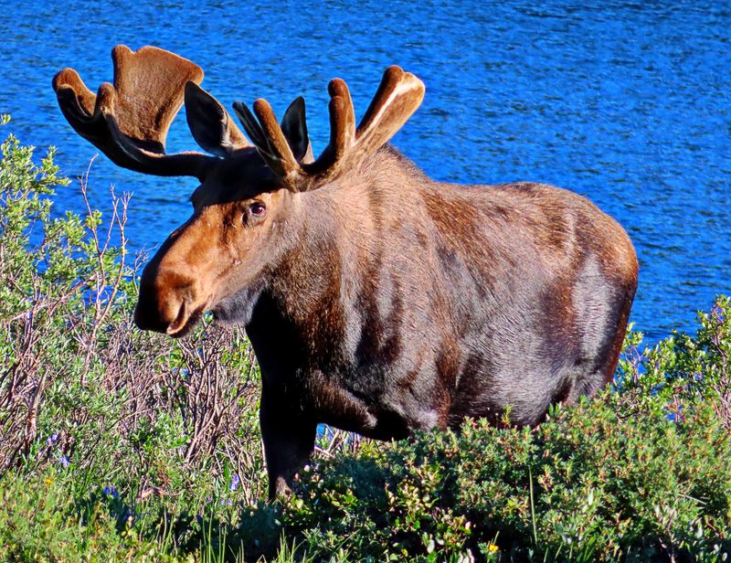 Dining Moose
