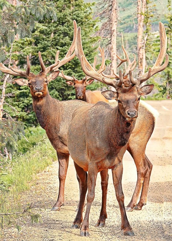 Begging Elk