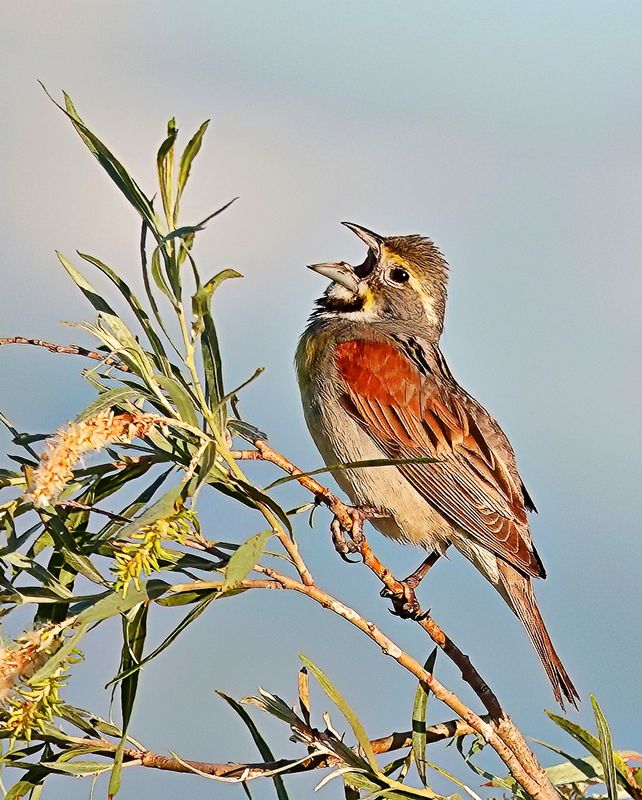 Dickcissel
