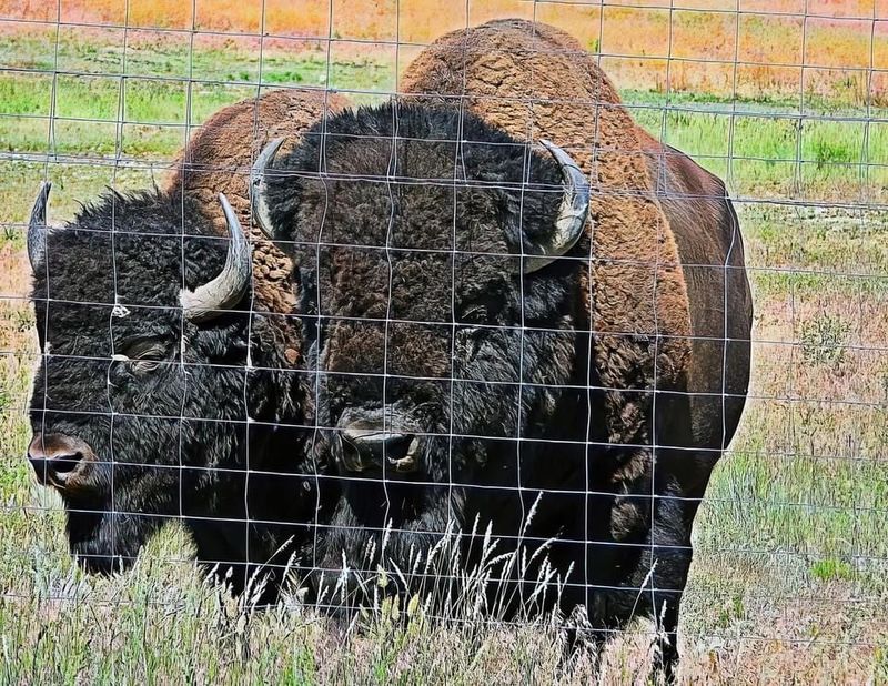 Begging Bison