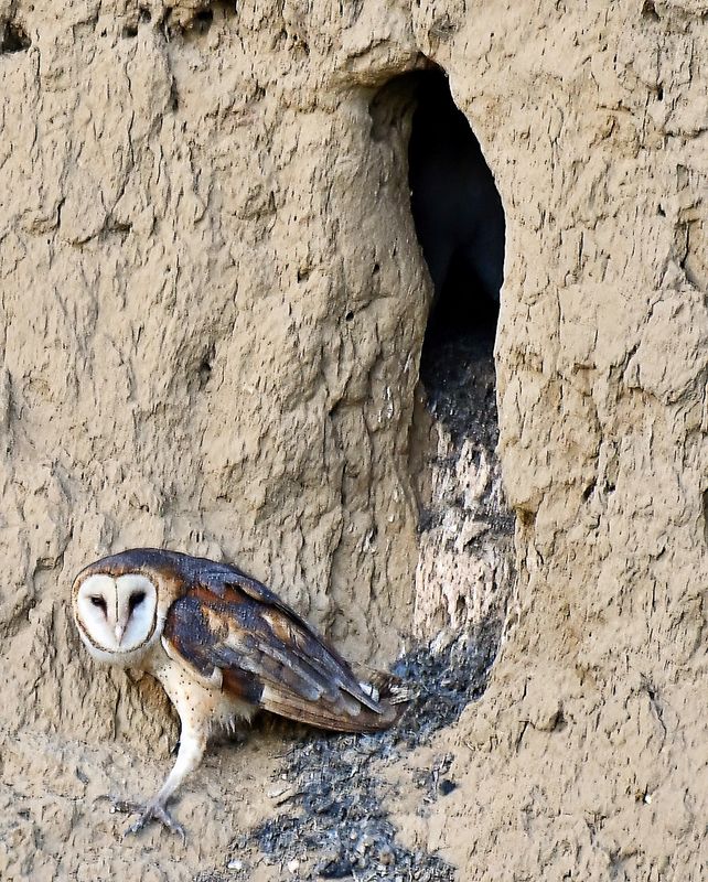 Barn Owl