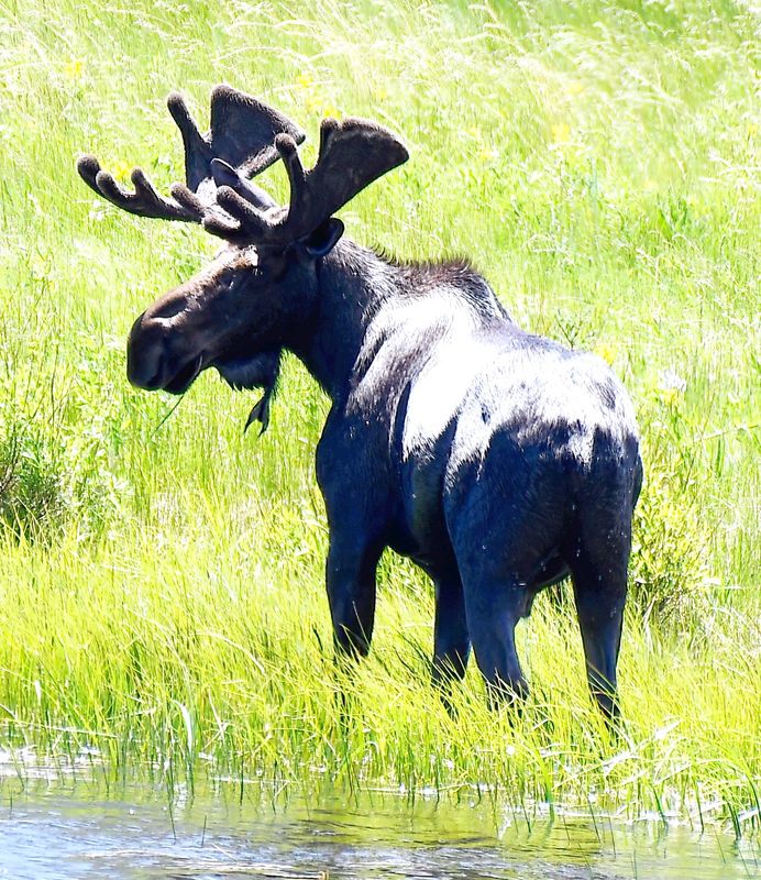 Moose Just Finished Dinner