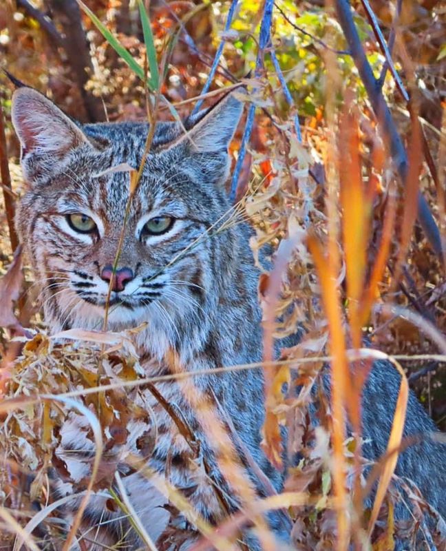 Bobcat