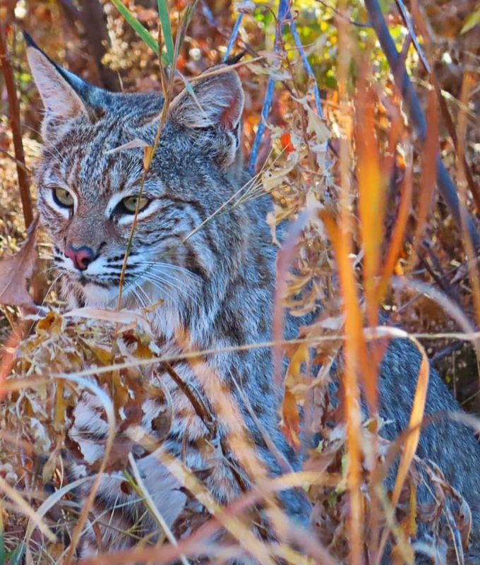 Bobcat, 2nd view