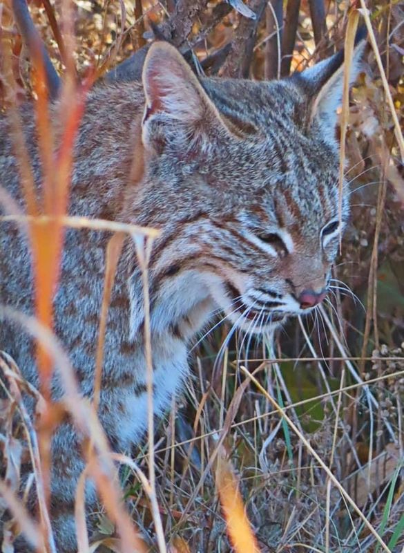 Bobcat, 3rd view