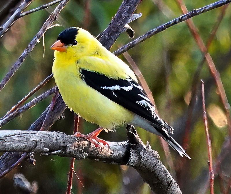 American Goldfinch