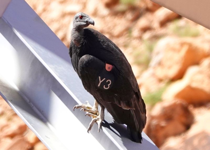 California Condor