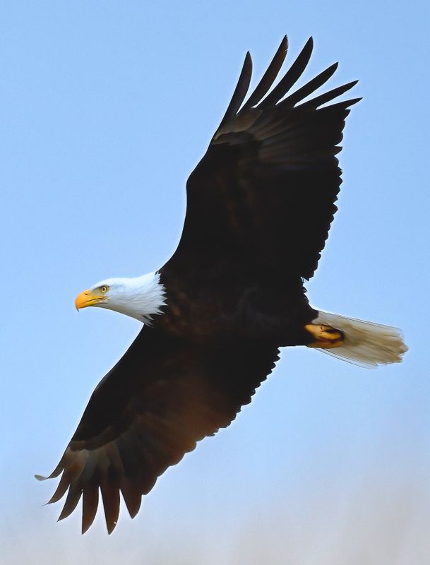 Eagle in Flight