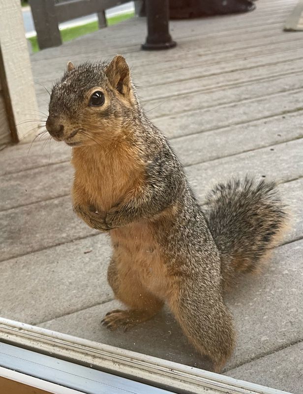 Squirrel at our Door