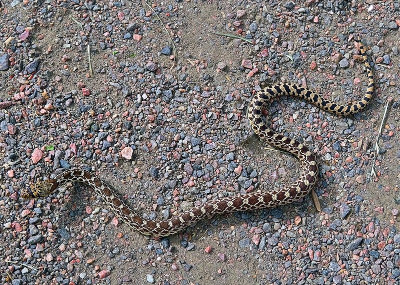 Bullsnake