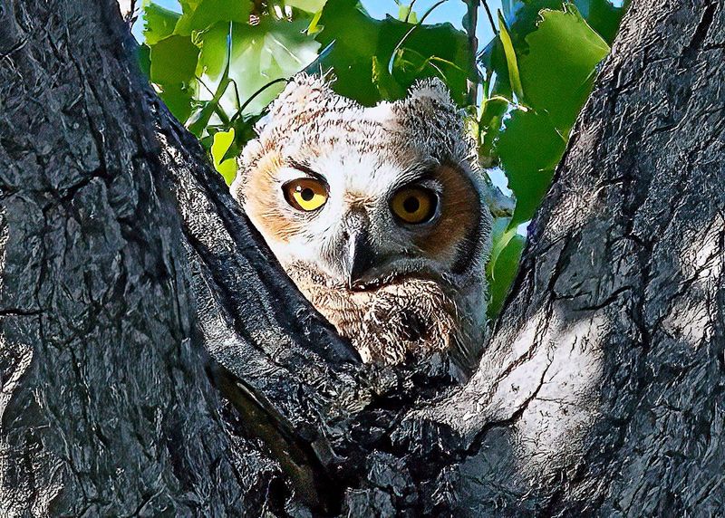 Great Horned Owl Youngster