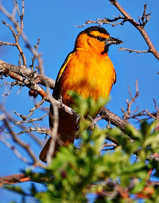 Bullocks Oriole