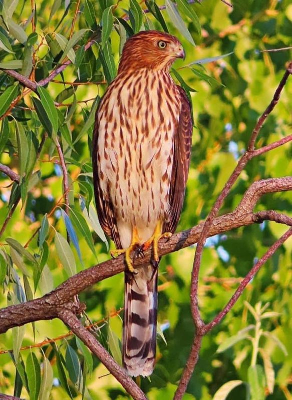 Coopers Hawk Youngster