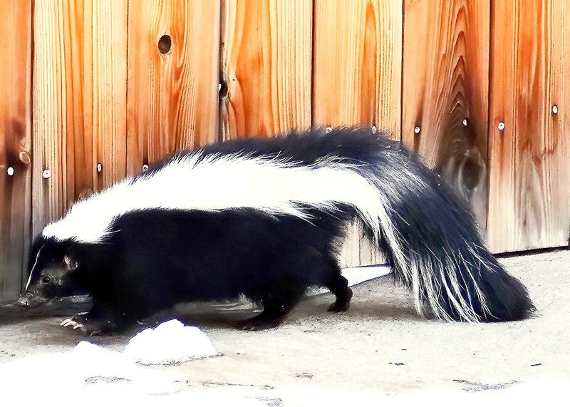 Skunk
