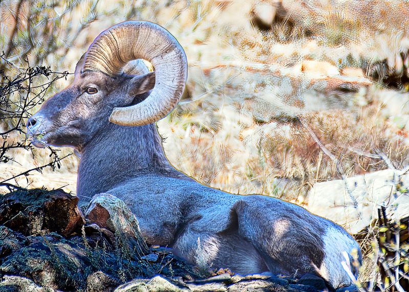 Rocky Mountain Bighorn Sheep