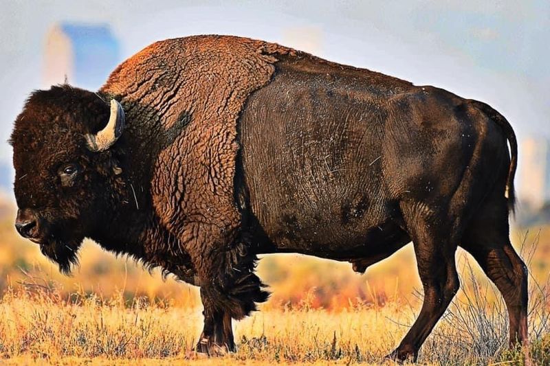 Bison