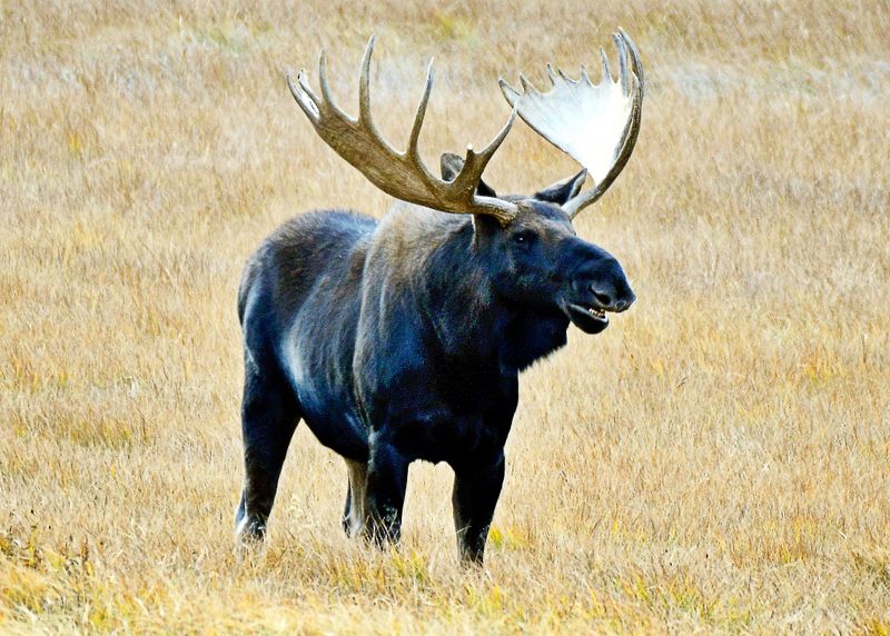 Smiling Moose