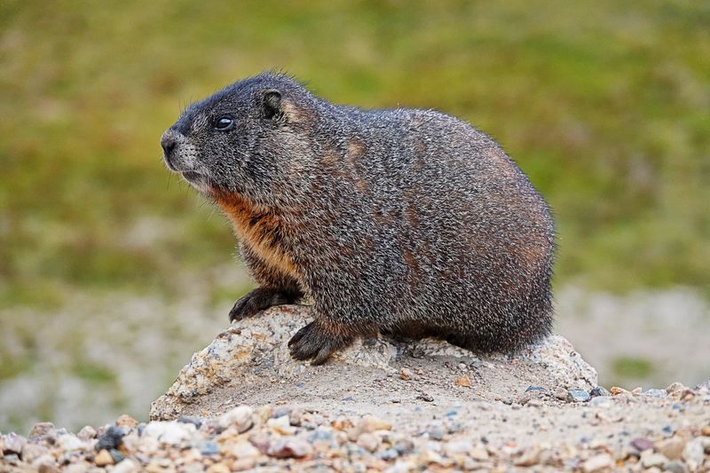 Resting Marmot
