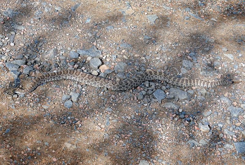 Snakes