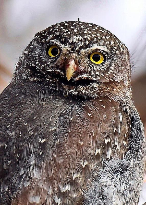 Northern Pygmy Owl