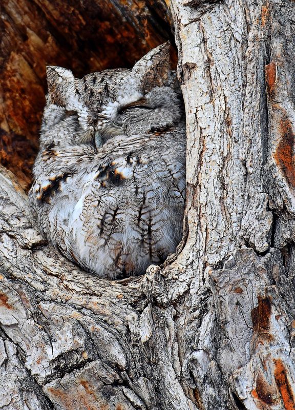 Owls