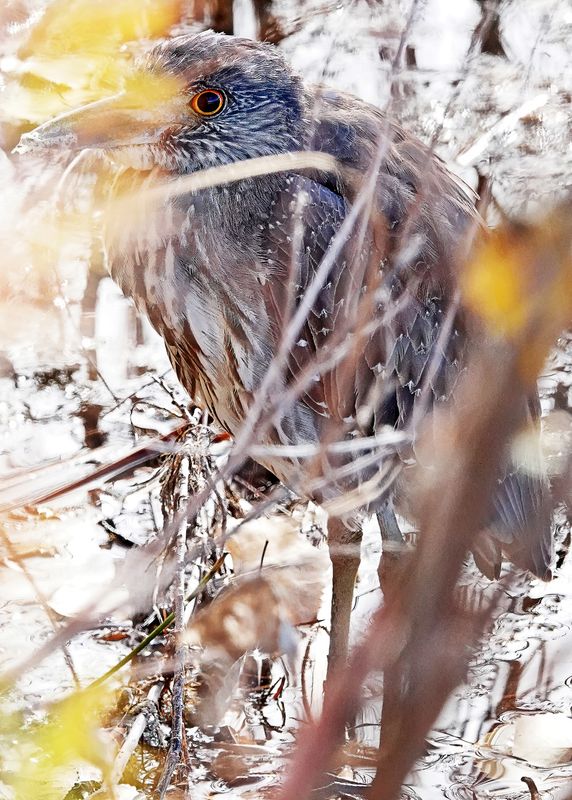 Yellow-crowned Night Heron